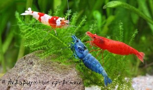 Аквариумные креветки и раки Статьи