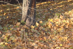 Фотопрогулка