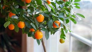 Экзотика из косточки 