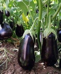 Выращивание кабачков и баклажанов