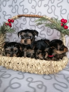 НАШИ ПИТОМЦЫ