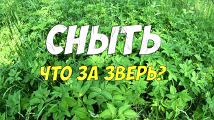 Полезные растения вокруг нас