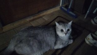 Я и мой кот