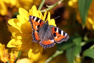"ЦВЕТЫ и БАБОЧКИ"
