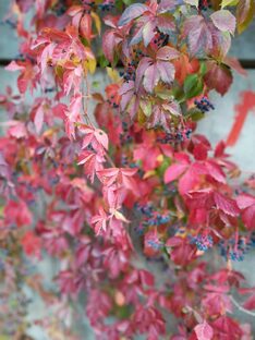 Повести и романы 