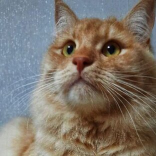 Мои видео Мурр...🐈