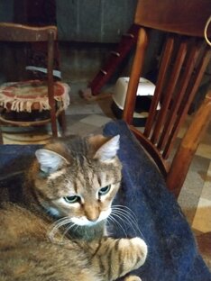 Реквизиты Аллы Сысоевой.