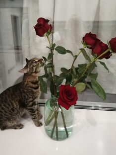 Забавныеживотные 