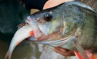 Коротко о разном