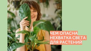 Организация искусственного освещения для комнатных растений.
