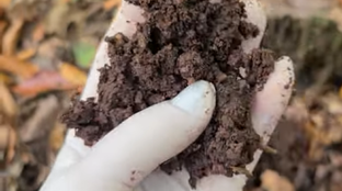 Все о гумусе и органическом веществе почв.