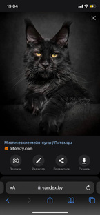 Домашнее животное 