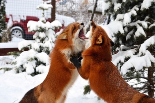 Интересные факты о лисах