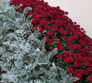 Хризантема мультифлора