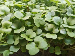 Микрозелень