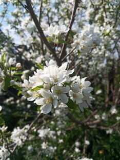 Я не садовник, я только учусь