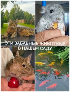 ЭТИ ЗАБАВНЫЕ ЖИВОТНЫЕ В НАШЕМ САДУ