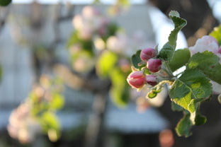 Знакомство с иностранным зрителем