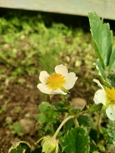 🌼Фотографии живой природы.🌇