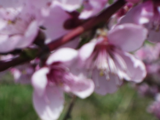 Цветущий Крым.