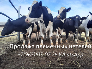 Продажа племенных нетелей