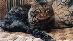 Добрая жизнь 🐱🐈🐱 КОТИКА!!!