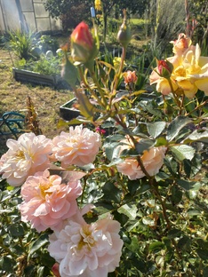 Цветы и сад.