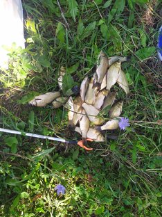 Статьи о приманках и насадках