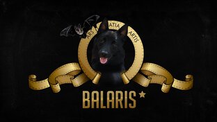 Схипперке – что это и как использовать. Смешно и поучительно!