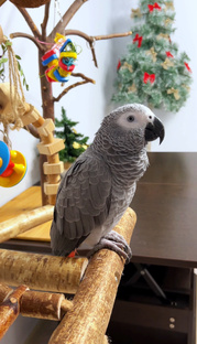 Мия болтает🪶