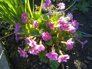 Клочок земли.