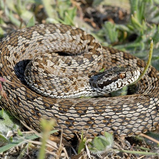 Гадюка: правда о самой известной змее России