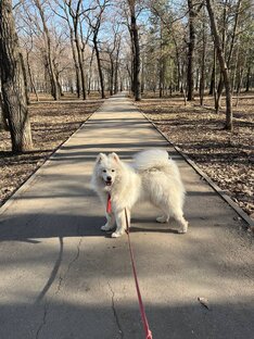 Пушистое счастье
