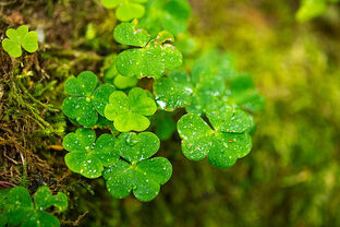 Сто песен о растениях.