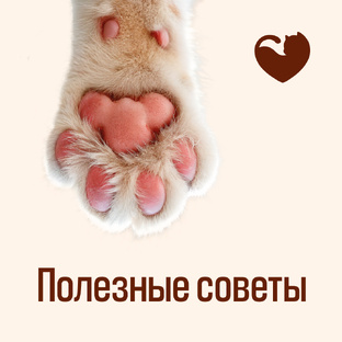 Полезные советы