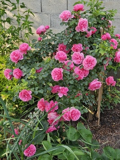 Про розы 🌹