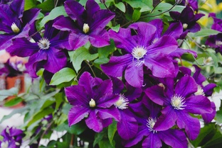 Клематисы в зеленом саду