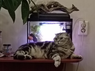 Близко к сердцу