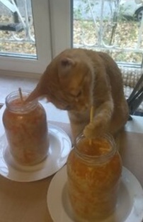 Кот активно помогает по дому.