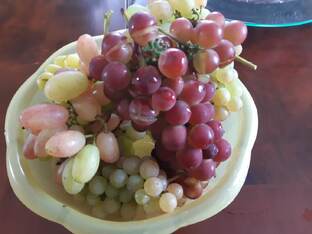 Виноградник в Подмосковье