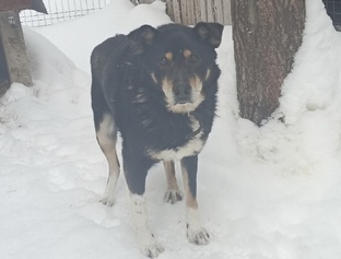 13 летний Мухтар 