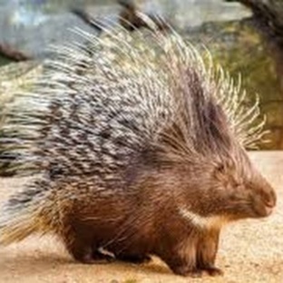 Дикобраз: колючий гений выживания в мире животных