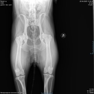 Эндопротезирование ТБС себаке