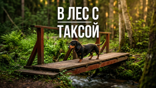 Тихая охота с таксой вместе