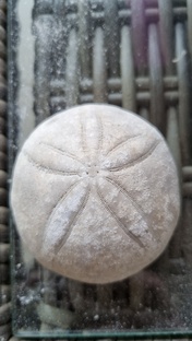 Коллекция окаменелостей. . 