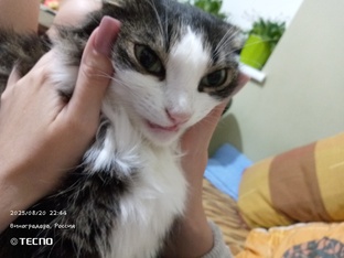 Все выпуски комиксов