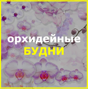 ОРХИДЕЙНЫЕ БУДНИ