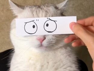 Смешное о котиках и их владельцах