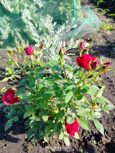 Дела огородные