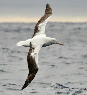 Альбатрос: птица-легенда океанов. Как он живёт, летает и выживает